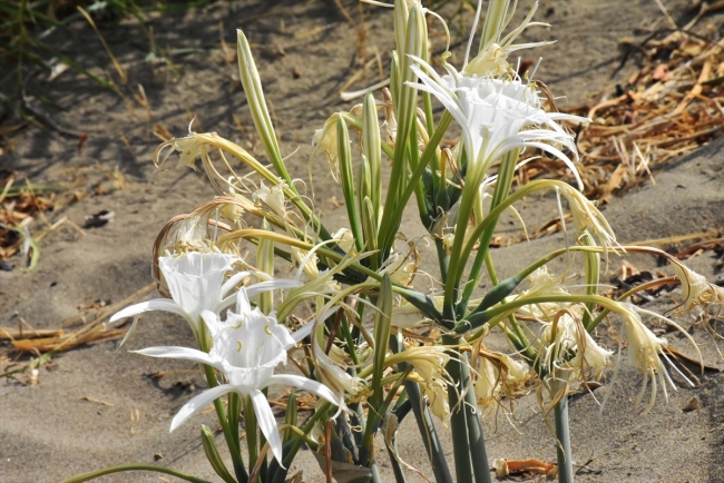 Koruma altındaki kum zambakları Akdeniz ve Ege sahillerini süslüyor